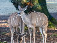 Großer Kudu Jungtiere